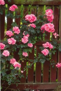 Faltkarte aus Blumen 98370 - hoch rosa Blumen