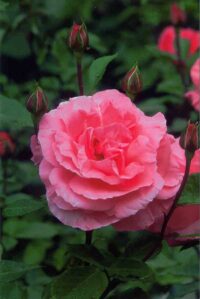 Faltkarte aus Rosen 98373 - hoch Rose mit Knospen