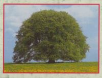 Grußkarten-Kassette-Baum