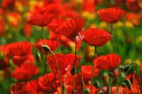 Faltkarte aus Sommerblumen 98784 - Mohn