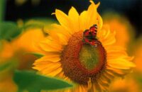 Faltkarte aus Marienkäfer 98794 - Sonnenblume