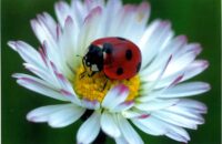 Faltkarte aus Marienkäfer 98794 - Gänseblümchen