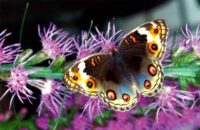 Faltkarte aus Marienkäfer 98794 - großer Schmetterling