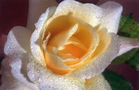 Faltkarte aus Rosen mit Wasser 98796 - quer