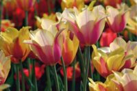 Faltkarte aus Frühlingsblumen 98806 - quer Tulpen